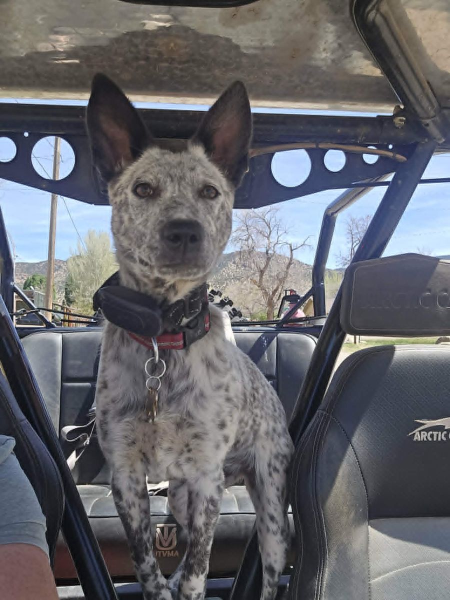 Blue Heeler