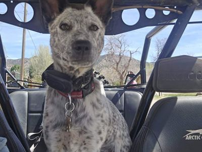 Blue Heeler