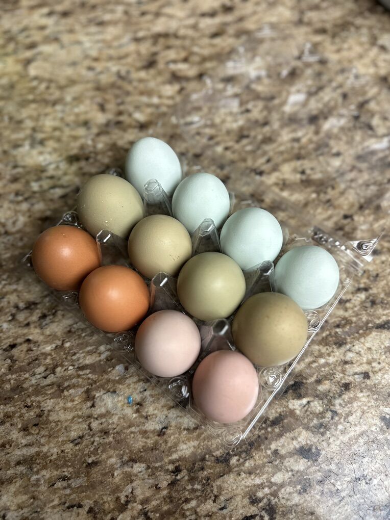 Rainbow Hatching Eggs