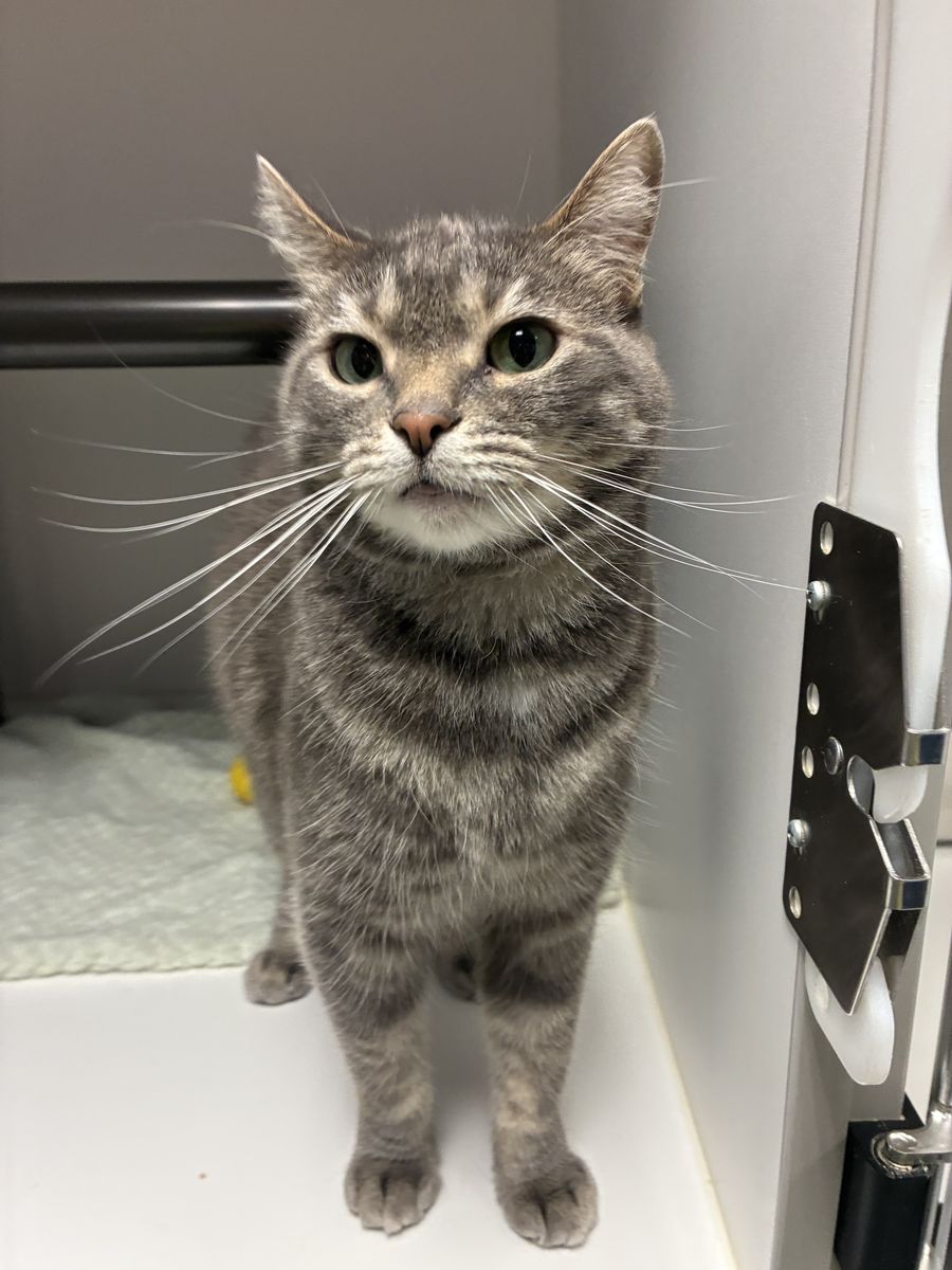 A164336 Sassafras is Available for Adoption!