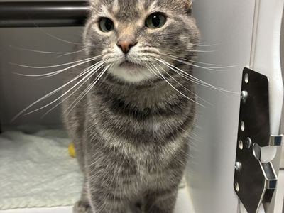 A164336 Sassafras is Available for Adoption!