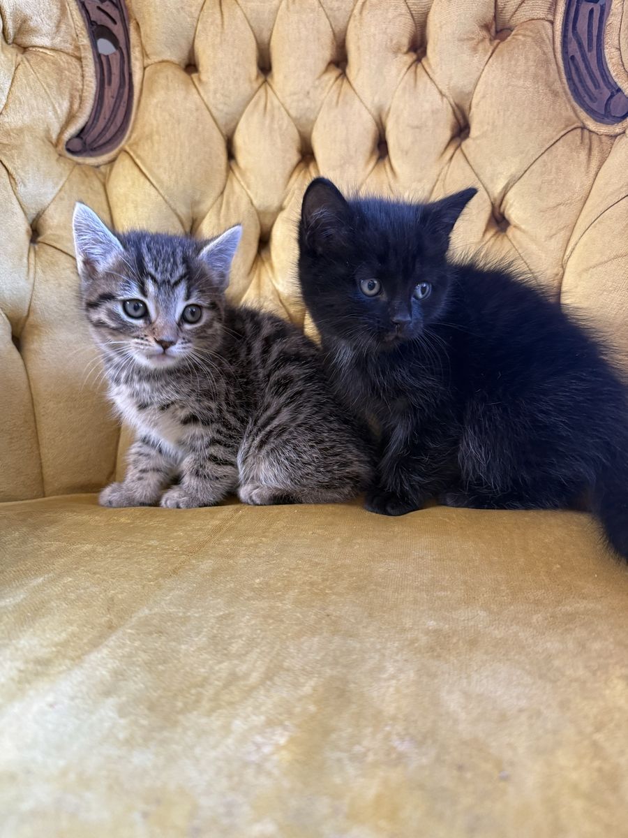 Half bangle half Persian kittens