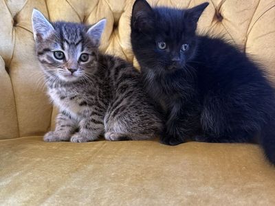 Half bangle half Persian kittens