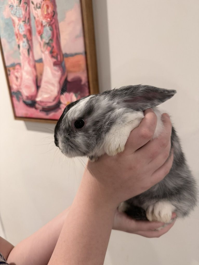 8 Week Old Boy Bunny, Needs A Home
