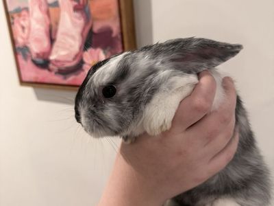 8 Week Old Boy Bunny, Needs A Home