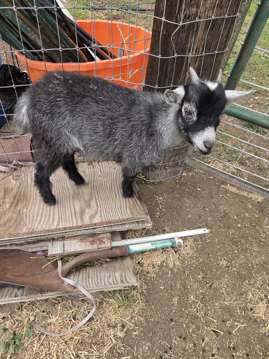 Female Pygmy goat kid 