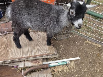 Female Pygmy goat kid