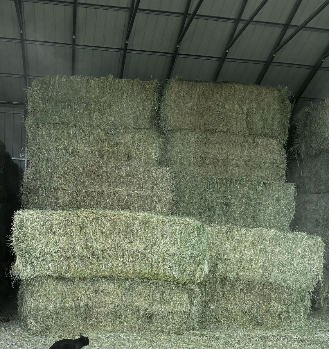 Feeder Cow Grass Hay - 3x3x8 Bales - Pickup or Delivery