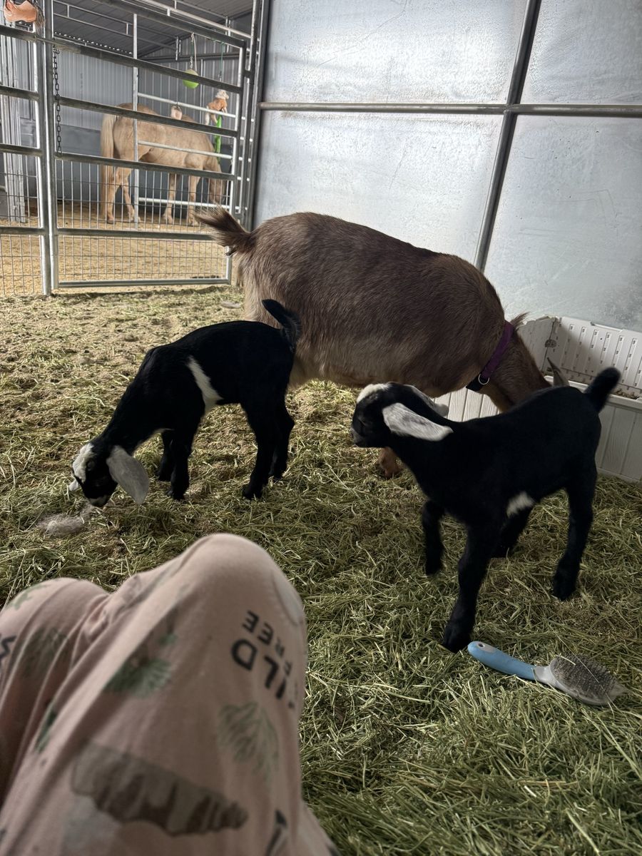 Mini Nubian Buckling