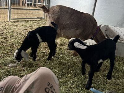 Mini Nubian Buckling