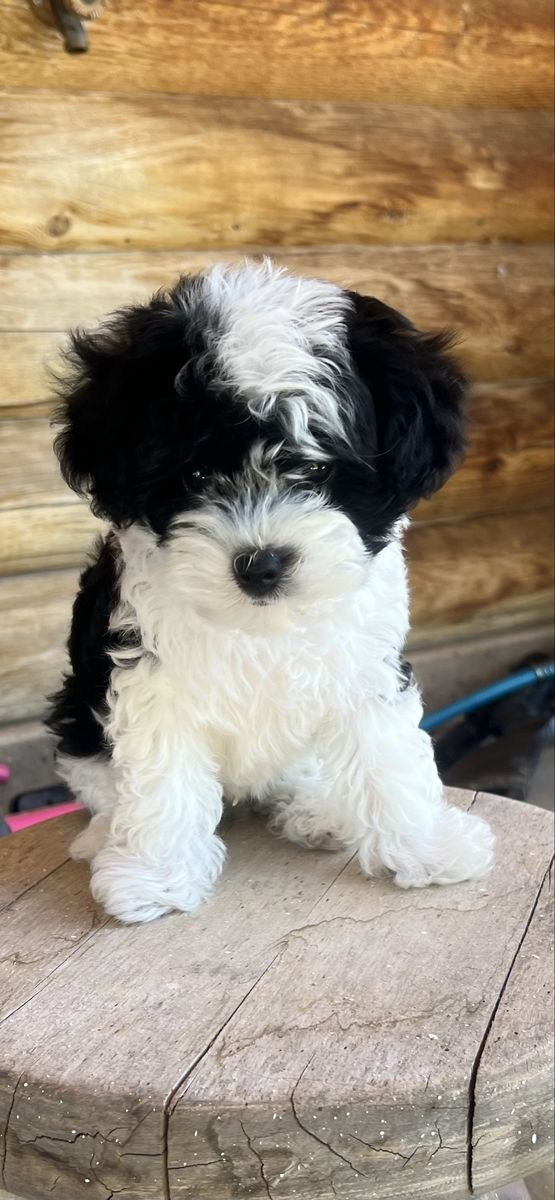 Yorkipoo puppy 