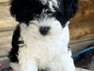 Yorkipoo puppy