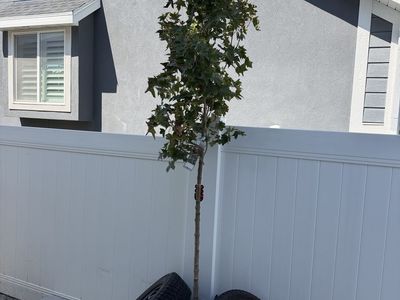 Ruby Sunset Maple from Thrive Nursery
