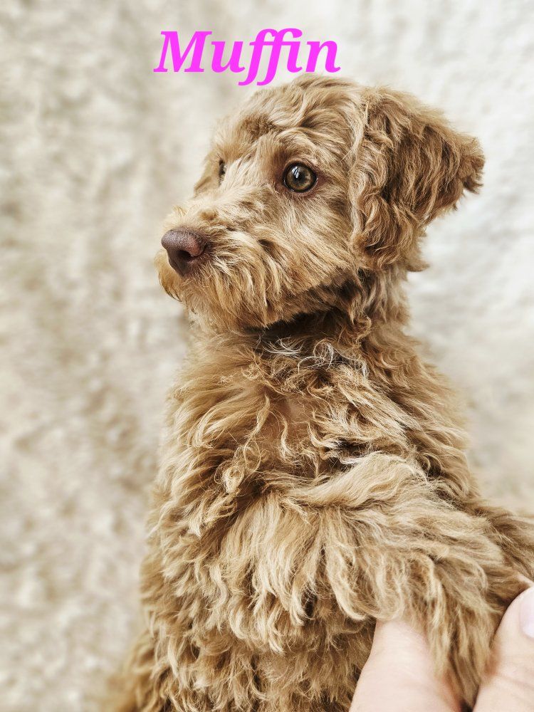 Adorable Mini Poodle Puppies - Muffin, Pancake, Waffle - Ready for New Homes