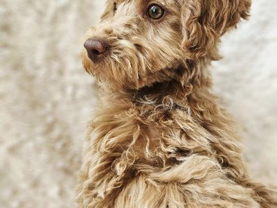Adorable Mini Poodle Puppies - Muffin, Pancake, Waffle - Ready for New Homes