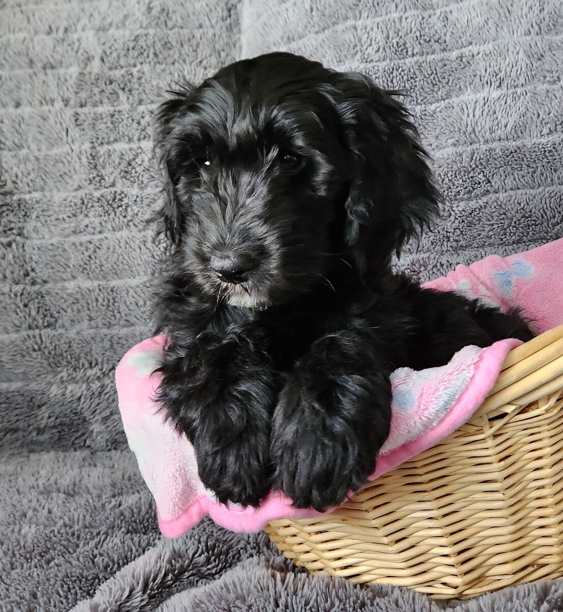 Meet Barbie the Sheepadoodle, vaccinated, microchipped, dewormed and ready for her forever home!