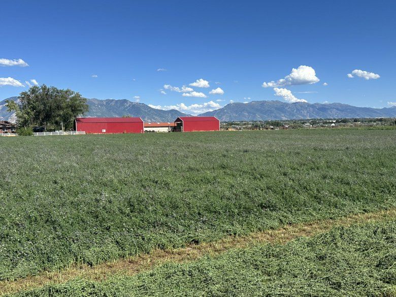 3rd crop Alfalfa 