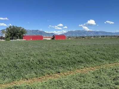 3rd crop Alfalfa