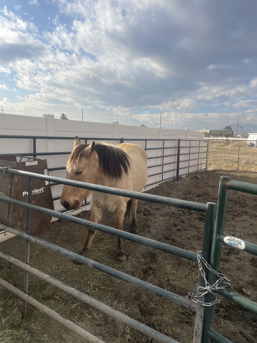 Registered buckskin foxtrotter