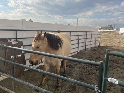 Registered buckskin foxtrotter
