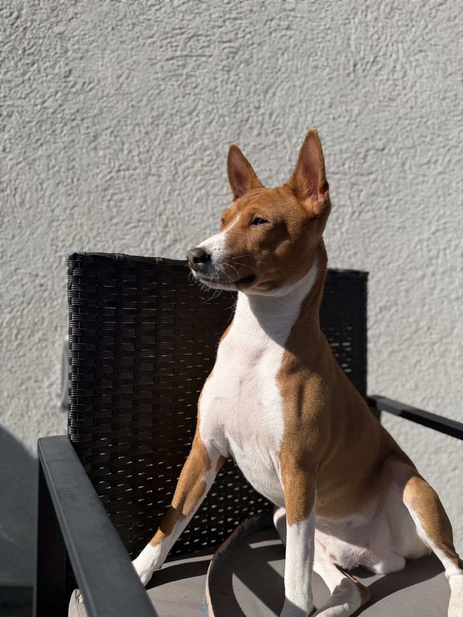 Basenji Dog (Barkless dog)