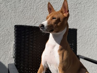 Basenji Dog (Barkless dog)
