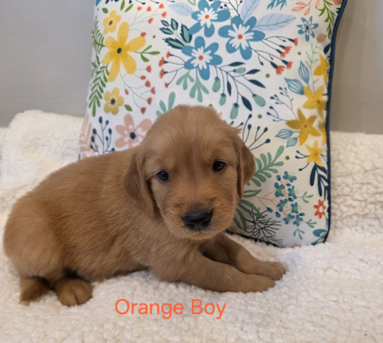 AKC Golden Retriever Puppies