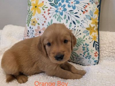 AKC Golden Retriever Puppies