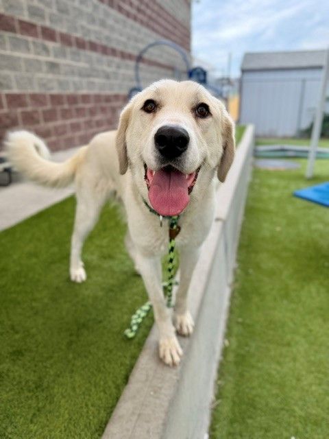 A164155 Victoria, Available for Adoption