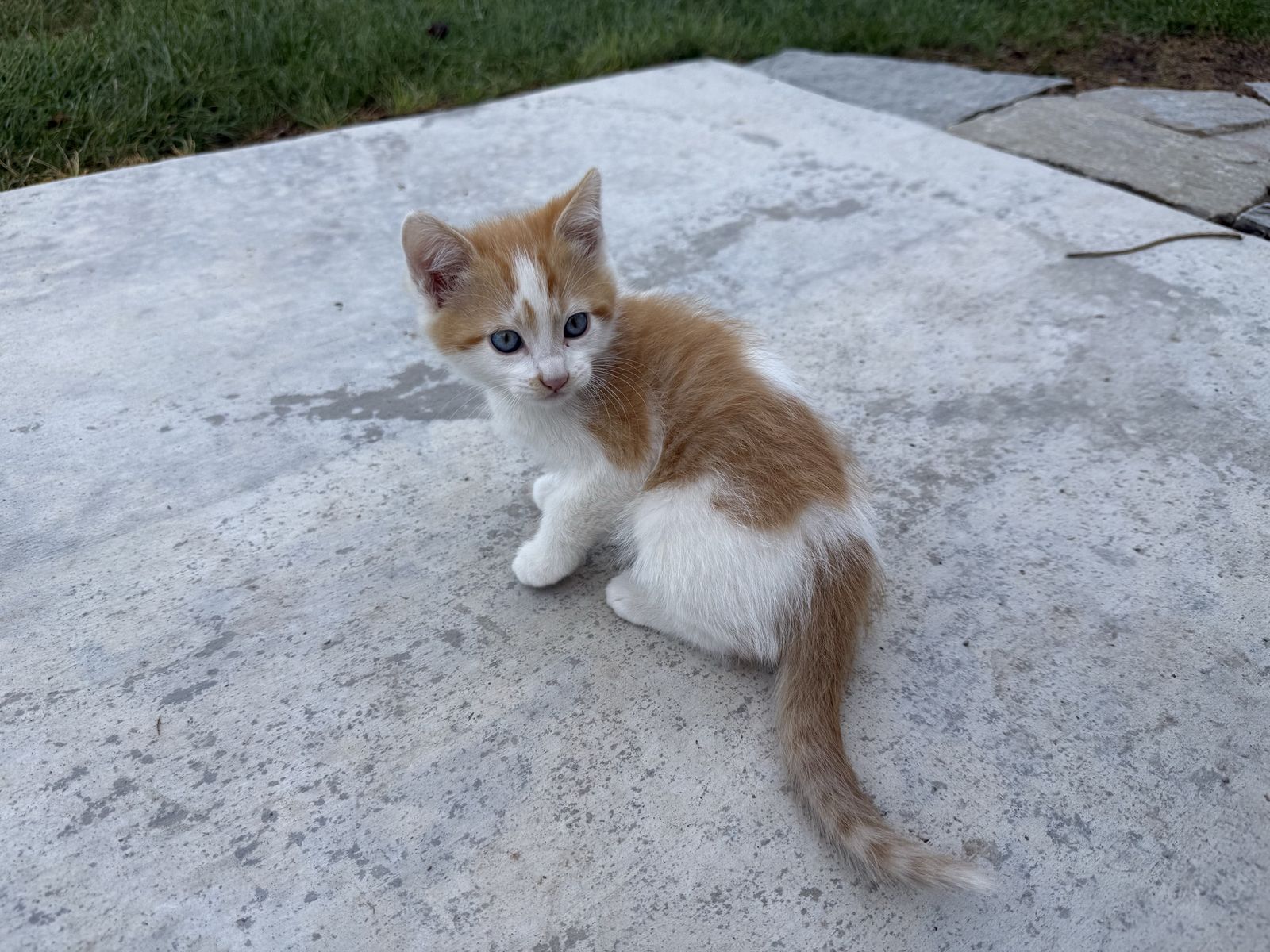 Kittens!
