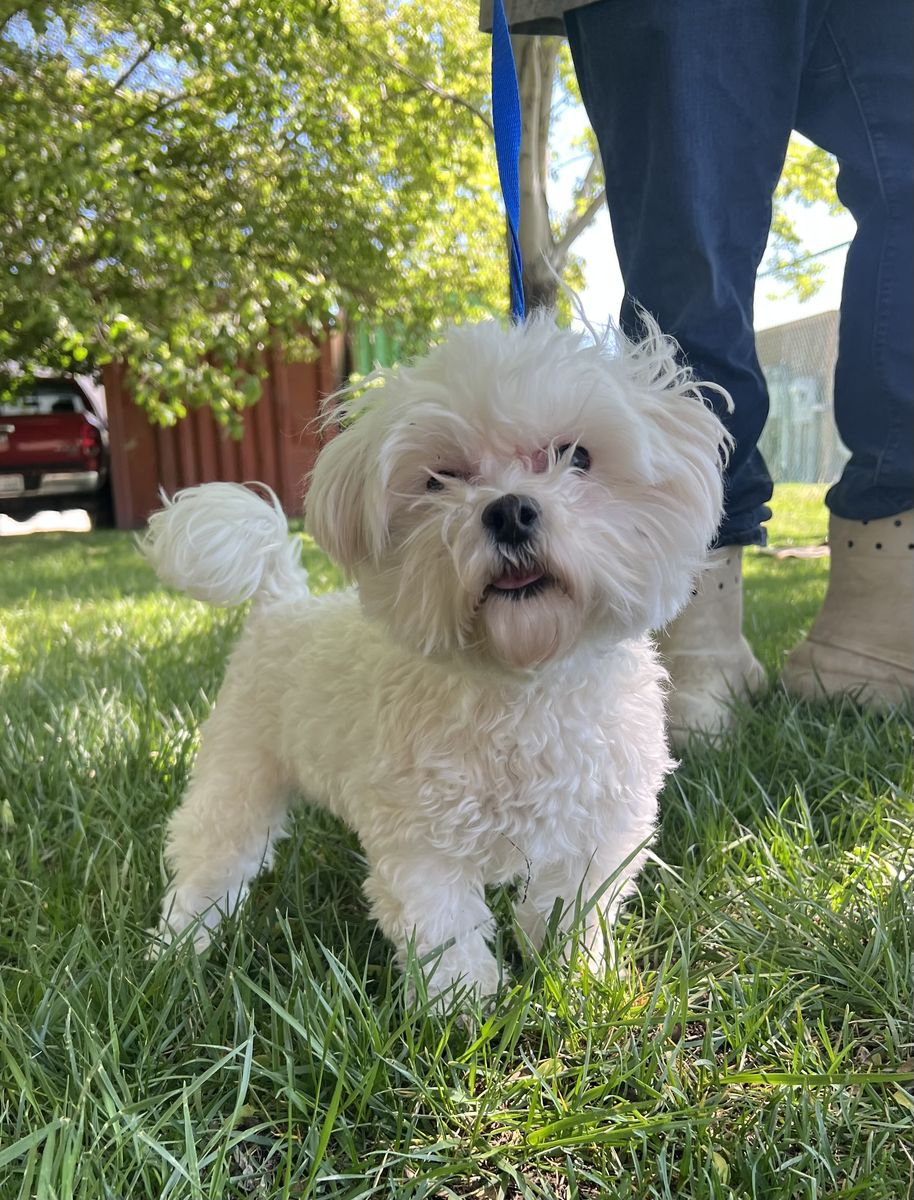 Maltese Female 2 year old