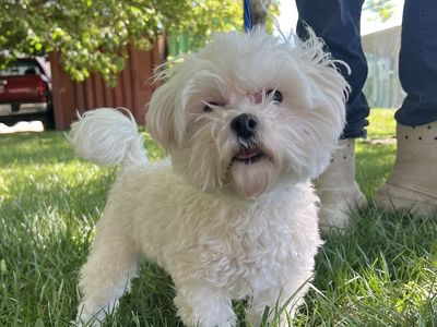 Maltese Female 2 year old
