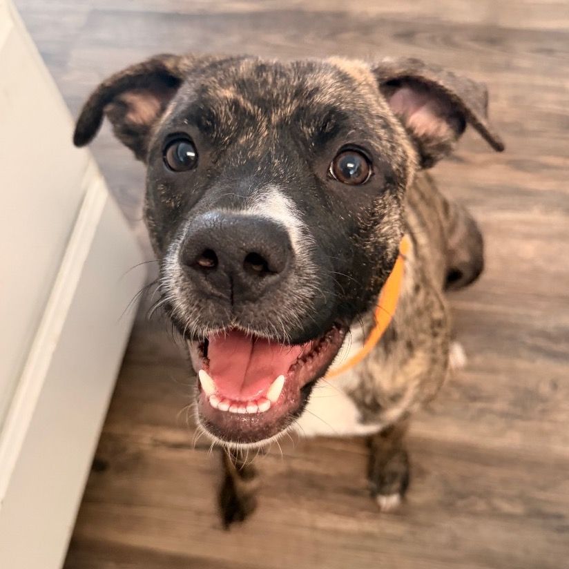 Hello my name is Bohdi
