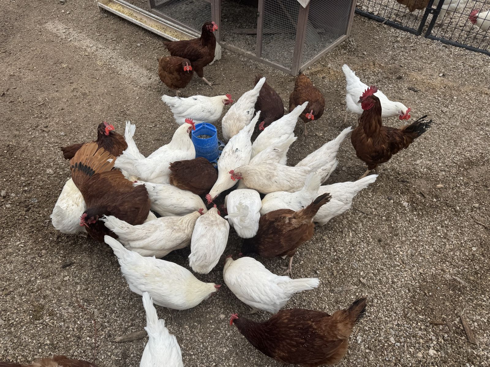 Lohmann Brown and White Leghorn Chickens - Healthy Laying Hens