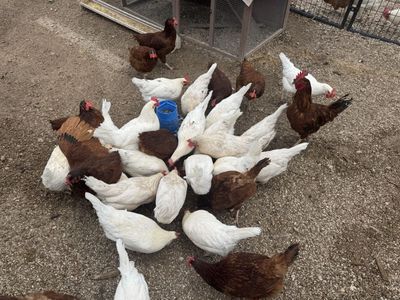Lohmann Brown and White Leghorn Chickens - Healthy Laying Hens