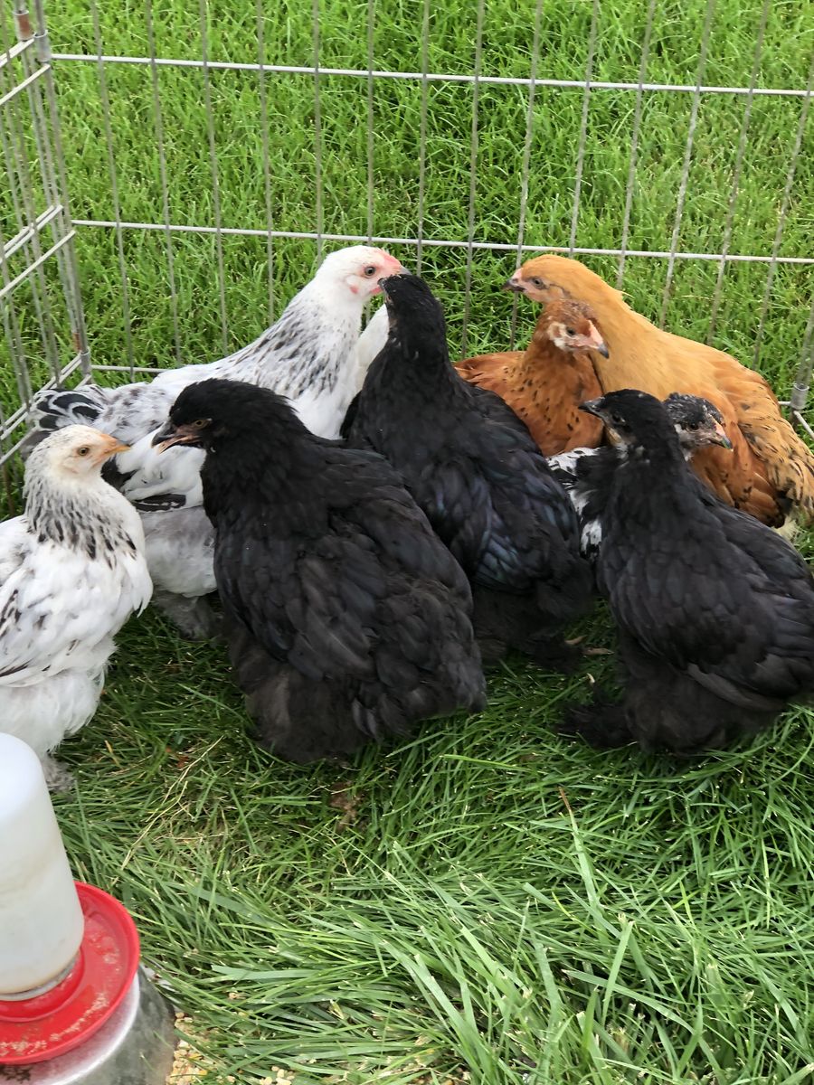 Standard Cochins, Bantam Cochins, Red Indian Jungle Fowls
