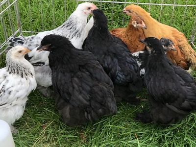 Standard Cochins, Bantam Cochins, Red Indian Jungle Fowls