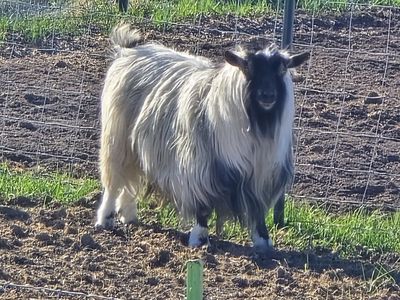 mini silky longhair buck