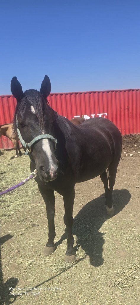12 yr old Gelding