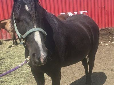 12 yr old Gelding