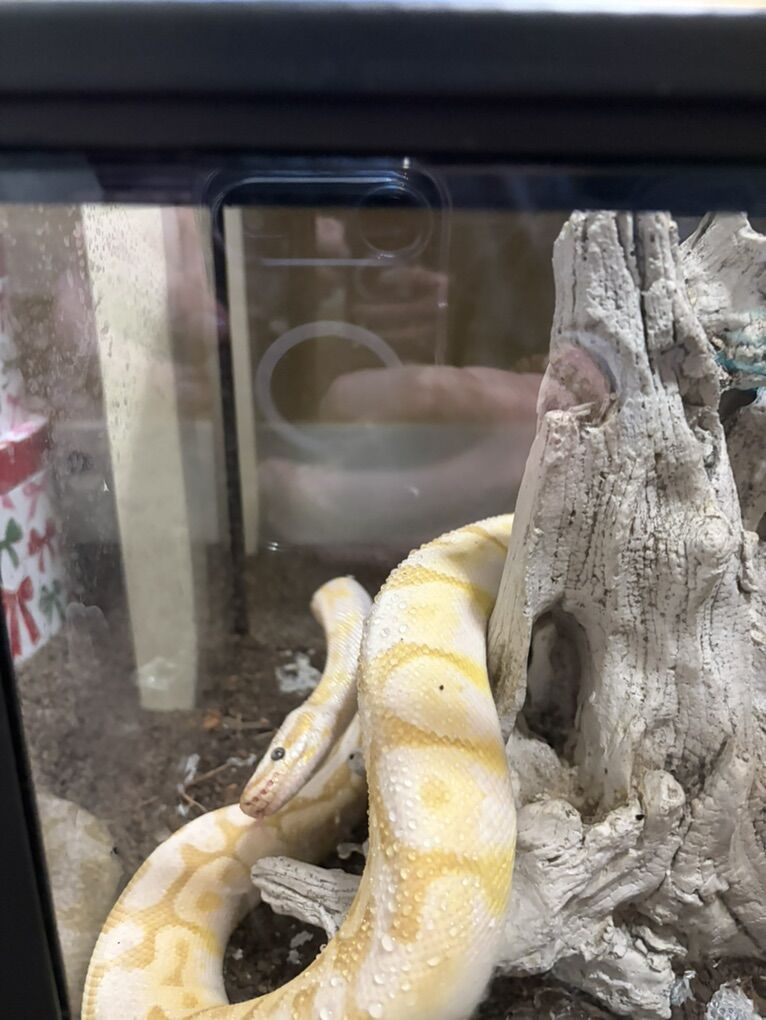 Banana Ball Python