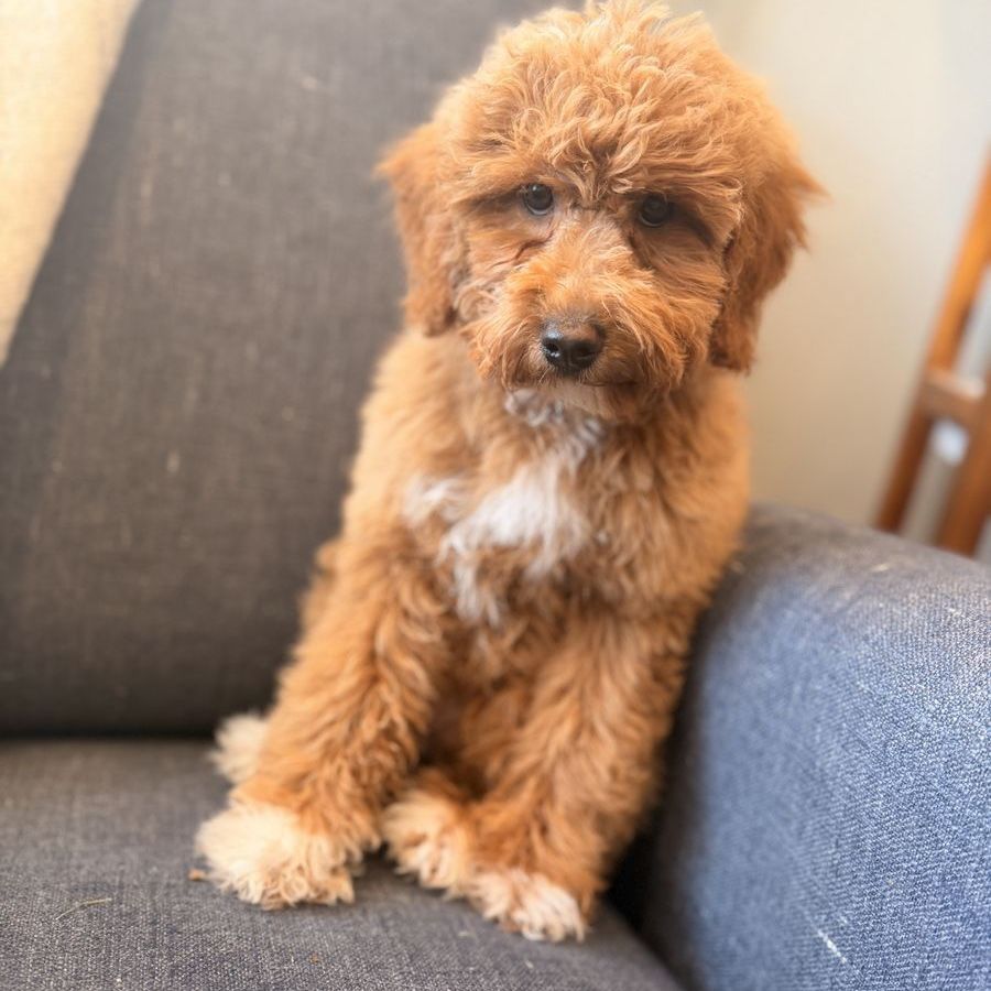 Mini Bernedoodle Girl