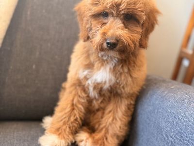 Mini Bernedoodle Girl