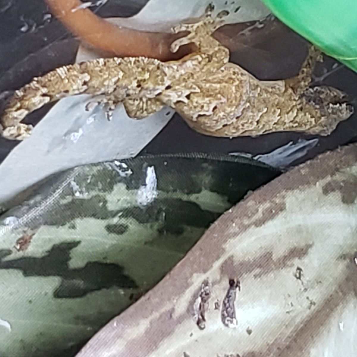 Mourning Geckos Large Adult