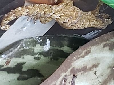 Mourning Geckos Large Adult