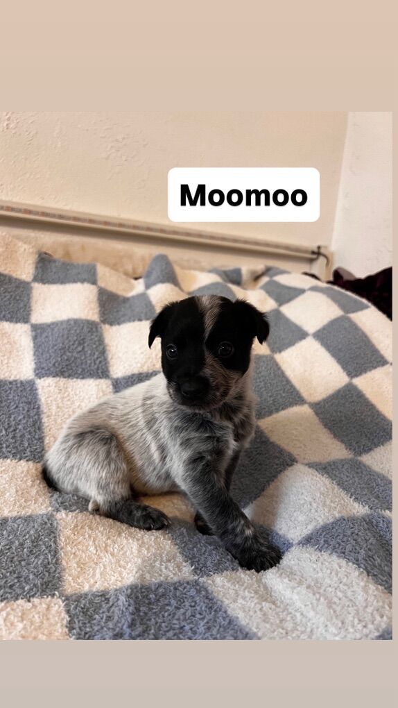 Amazing Family, heeler Border Collie Mixed Puppies