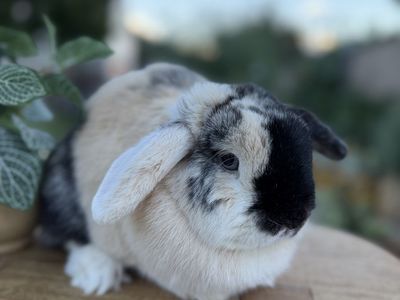 Female holland lop