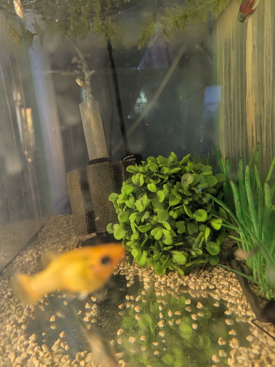 Free fish