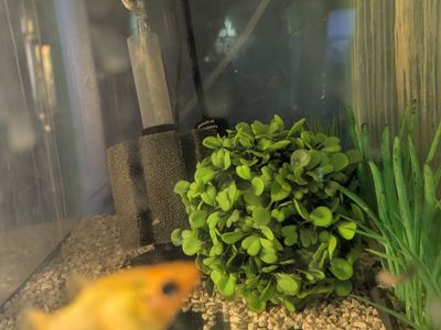 Free fish