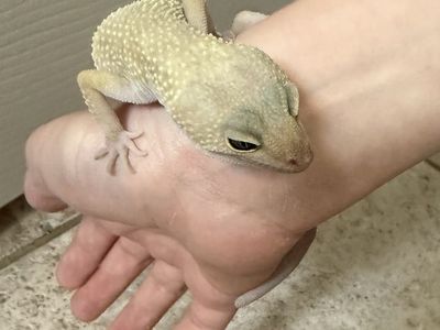Leopard Gecko with tank